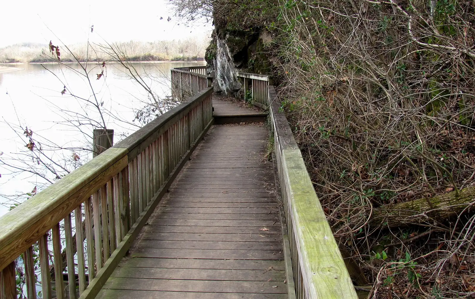 The River Boardwalk at Ijams Nature Center, hugging a limestone bluff above the Tennessee River in South Knoxville.