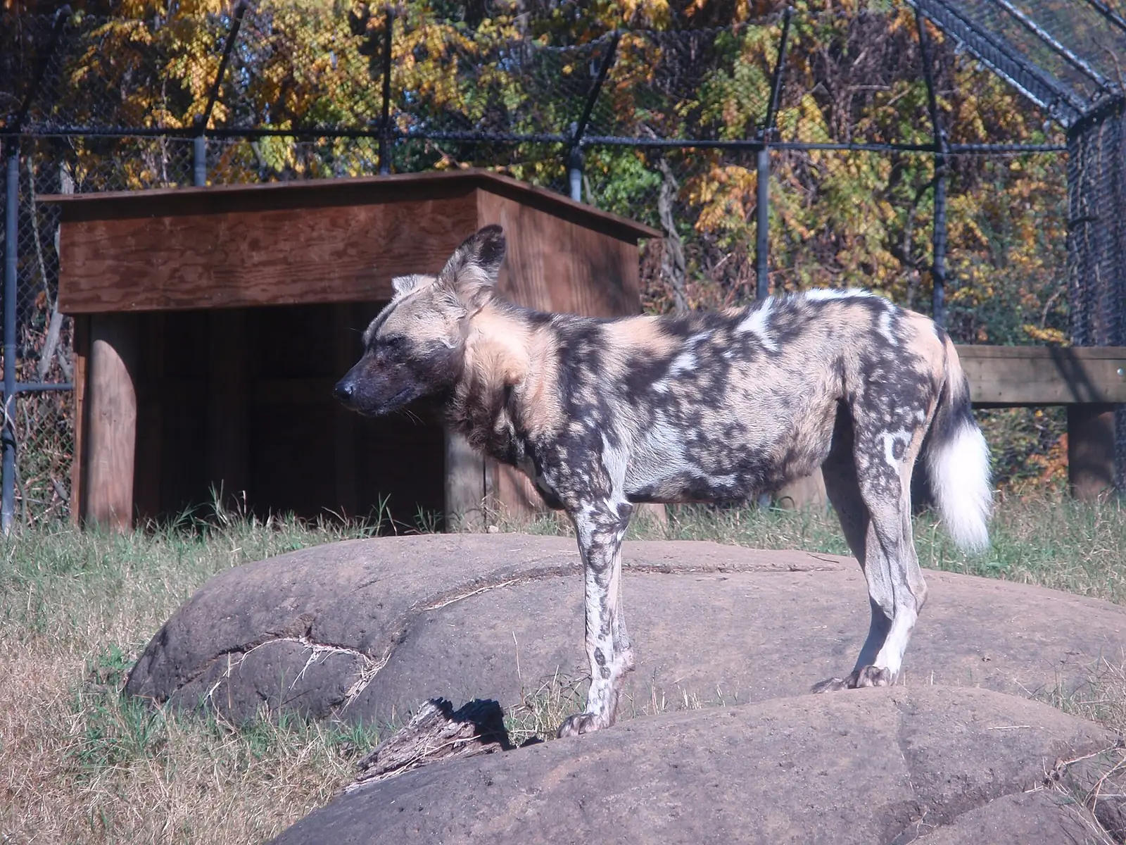 An African wild dog at Zoo Knoxville in East Knoxville, which runs a weeklong spring break day camp.